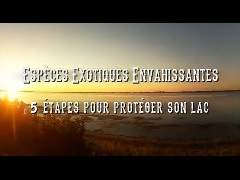 Espèces exotiques envahissantes : 5 étapes pour protéger son lac