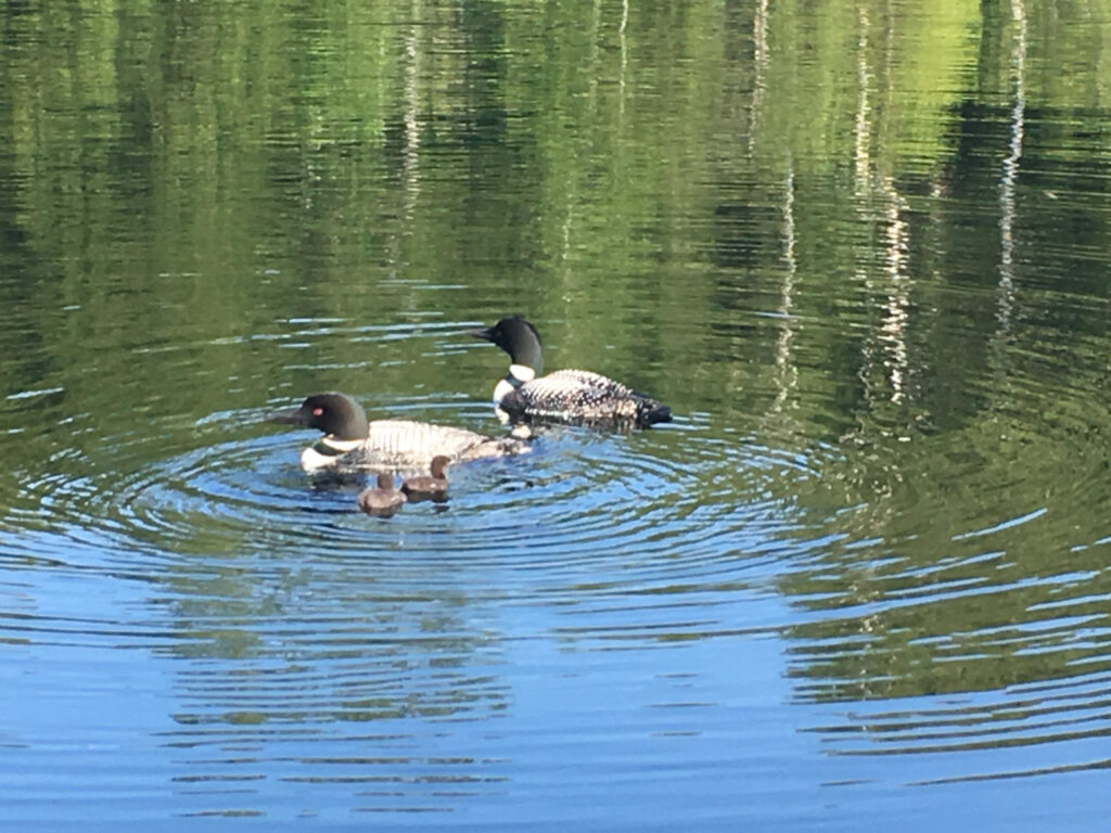 Famille de plongeon huards 2017